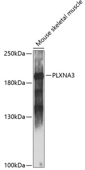 Western blot analysis of extracts of mouse skeletal muscle using PLXNA3 Polyclonal Antibody at 1:1000 dilution.