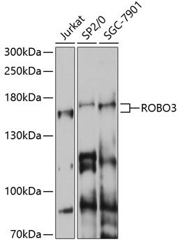 Western blot analysis of extracts of various cell lines using ROBO3 Polyclonal Antibody at 1:1000 dilution.