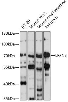 Western blot analysis of extracts of various cell lines using LRFN3 Polyclonal Antibody at 1:1000 dilution.