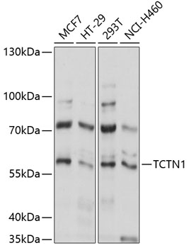 Western blot analysis of extracts of various cell lines using TCTN1 Polyclonal Antibody at 1:1000 dilution.