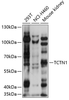 Western blot analysis of extracts of various cell lines using TCTN1 Polyclonal Antibody at 1:1000 dilution.