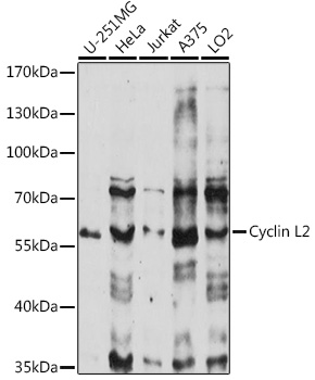 Western blot analysis of extracts of various cell lines using Cyclin L2 Polyclonal Antibody at 1:1000 dilution.