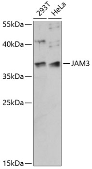 Western blot analysis of extracts of various cell lines using JAM3 Polyclonal Antibody at 1:1000 dilution.