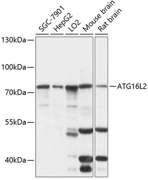 Western blot analysis of extracts of various cell lines using ATG16L2 Polyclonal Antibody at 1:1000 dilution.