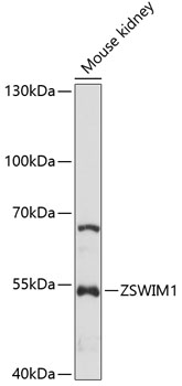 Western blot analysis of extracts of mouse kidney using ZSWIM1 Polyclonal Antibody at 1:1000 dilution.