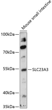 Western blot analysis of extracts of mouse small intestine using SLC23A3 Polyclonal Antibody at 1:1000 dilution.