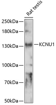 Western blot analysis of extracts of rat testis using KCNU1 Polyclonal Antibody at 1:1000 dilution.