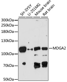 Western blot analysis of extracts of various cell lines using MDGA2 Polyclonal Antibody at 1:1000 dilution.