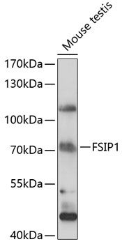 Western blot analysis of extracts of mouse testis using FSIP1 Polyclonal Antibody at 1:1000 dilution.