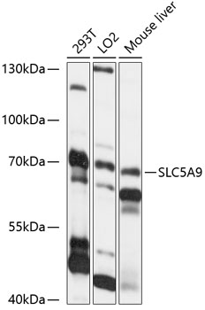 Western blot analysis of extracts of various cell lines using SLC5A9 Polyclonal Antibody at 1:1000 dilution.