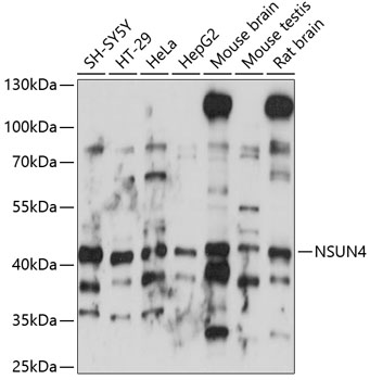 Western blot analysis of extracts of various cell lines using NSUN4 Polyclonal Antibody at 1:1000 dilution.