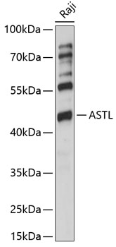 Western blot analysis of extracts of Raji cells using ASTL Polyclonal Antibody at 1:1000 dilution.