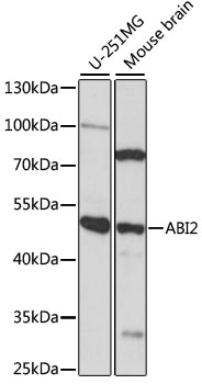 Western blot analysis of extracts of various cell lines using ABI2 Polyclonal Antibody at 1:1000 dilution.