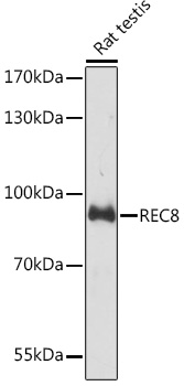 Western blot analysis of extracts of Rat testis using REC8 Polyclonal Antibody at 1:3000 dilution.