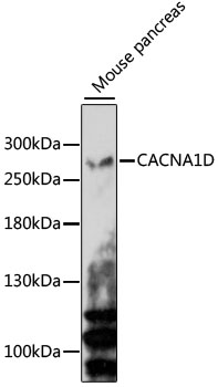 Western blot analysis of extracts of Mouse pancreas using CACNA1D Polyclonal Antibody at 1:3000 dilution.