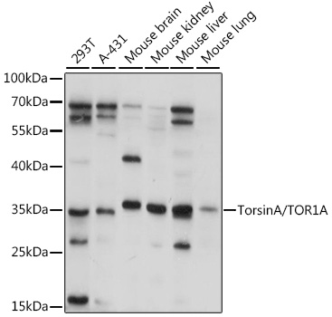 Western blot analysis of extracts of various cell lines using TorsinA/TOR1A Polyclonal Antibody at 1:1000 dilution.