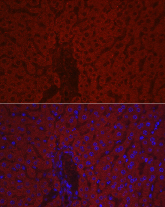 Immunofluorescence analysis of mouse liver cells using F10 Polyclonal Antibody at dilution of 1:100 (40x lens). Blue: DAPI for nuclear staining.