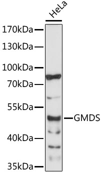 Western blot analysis of extracts of HeLa cells using GMDS Polyclonal Antibody at 1:1000 dilution.