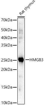 Western blot analysis of extracts of Rat thymus using HMGB3 Polyclonal Antibody at 1:2000 dilution.