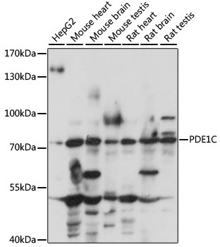 Western blot analysis of extracts of various cell lines using PDE1C Polyclonal Antibody at 1:1000 dilution.