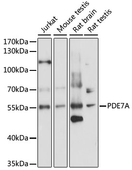 Western blot analysis of extracts of various cell lines using PDE7A Polyclonal Antibody at 1:1000 dilution.