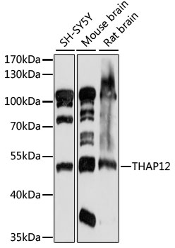 Western blot analysis of extracts of various cell lines using THAP12 Polyclonal Antibody at 1:1000 dilution.