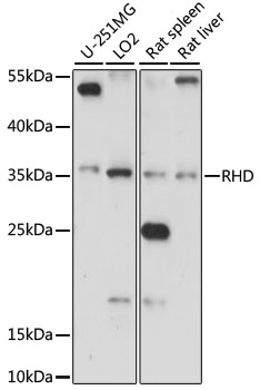 Western blot analysis of extracts of various cell lines using RHD Polyclonal Antibody at 1:1000 dilution.