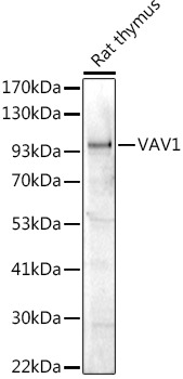 Western blot analysis of extracts of Rat thymus using VAV1 Polyclonal Antibody at 1:1000 dilution.