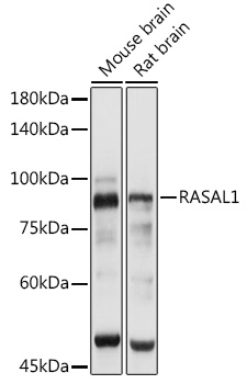 Western blot analysis of extracts of various cell lines using RASAL1 Polyclonal Antibody at 1:3000 dilution.