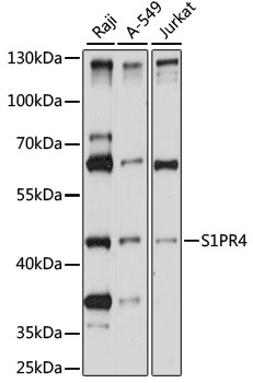 Western blot analysis of extracts of various cell lines using S1PR4 Polyclonal Antibody at 1:1000 dilution.