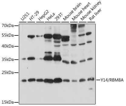 Western blot analysis of extracts of various cell lines using Y14/Y14/RBM8A Polyclonal Antibody at 1:1000 dilution.