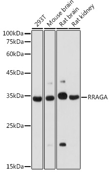 Western blot analysis of extracts of various cell lines using RRAGA Polyclonal Antibody at 1:1000 dilution.