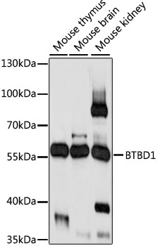 Western blot analysis of extracts of various cell lines using BTBD1 Polyclonal Antibody at 1:1000 dilution.