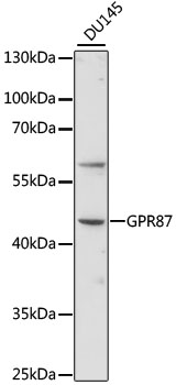 Western blot analysis of extracts of DU145 cells using GPR87 Polyclonal Antibody at 1:1000 dilution.