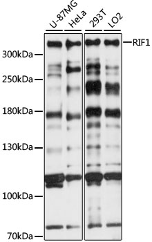 Western blot analysis of extracts of various cell lines using RIF1 Polyclonal Antibody at 1:1000 dilution.