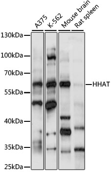 Western blot analysis of extracts of various cell lines using HHAT Polyclonal Antibody at 1:1000 dilution.