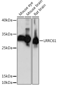 Western blot analysis of extracts of various cell lines using LRRC61 Polyclonal Antibody at1:1000 dilution.