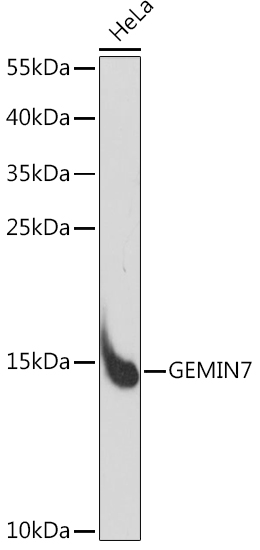 Western blot analysis of extracts of HeLa cells using GEMIN7 Polyclonal Antibody at1:1000 dilution.