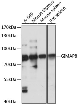 Western blot analysis of extracts of various cell lines using GIMAP8 Polyclonal Antibody at 1:1000 dilution.