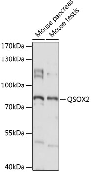 Western blot analysis of extracts of various cell lines using QSOX2 Polyclonal Antibody at 1:1000 dilution.