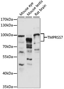 Western blot analysis of extracts of various cell lines using TMPRSS7 Polyclonal Antibody at 1:1000 dilution.