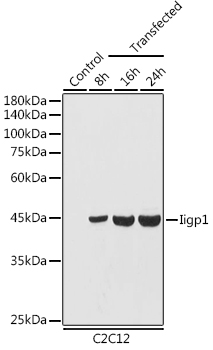 Western blot analysis of extracts of C2C12 cells using Iigp1 Polyclonal Antibody at 1:1000 dilution.