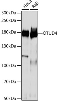 Western blot analysis of extracts of various cell lines using OTUD4 Polyclonal Antibody at 1:1000 dilution.