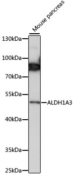 Western blot analysis of extracts of mouse pancreas using ALDH1A3 Polyclonal Antibody at 1:1000 dilution.