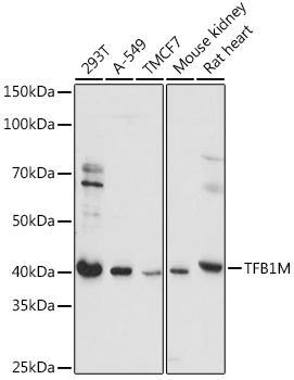 Western blot analysis of extracts of various cell lines using TFB1M Polyclonal Antibody at 1:1000 dilution.