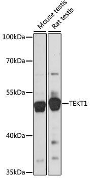 Western blot analysis of extracts of various cell lines using TEKT1 Polyclonal Antibody at 1:1000 dilution.