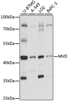 Western blot analysis of extracts of various cell lines using MVD Polyclonal Antibody at 1:1000 dilution.