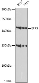 Western blot analysis of extracts of various cell lines using EPRS Polyclonal Antibody at 1:1000 dilution.