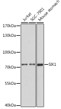 Western blot analysis of extracts of various cell lines using SIK1 Polyclonal Antibody at 1:1000 dilution.