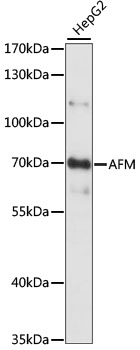 Western blot analysis of extracts of HepG2 cells using AFM Polyclonal Antibody at 1:1000 dilution.